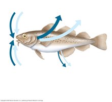 Osmoregulation in a saltwater fish