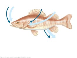 Osmoregulation in a freshwater fish