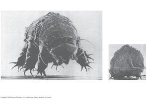 Hydrated and dehydrated tardigrade