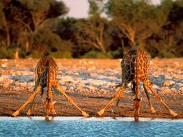 Giraffes drinking water