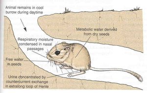 Desert rodent water conservation adaptations