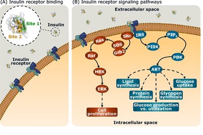 Insulin resistance and normal glucose uptake