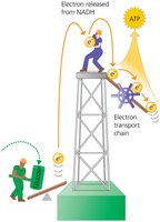 Cellular respiration illustrated using a hard-hat analogy