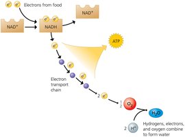 Role of oxygen in harvesting food energy