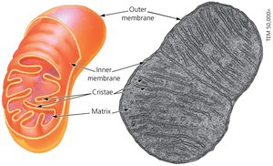 Mitochondrion: site of cellular respiration