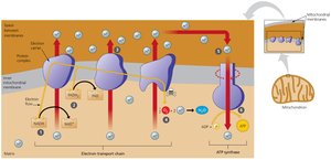 How electron transport drives ATP synthase machines