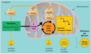 Summary of ATP yield during cellular respiration