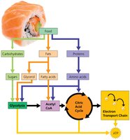 Energy from food: metabolic routes