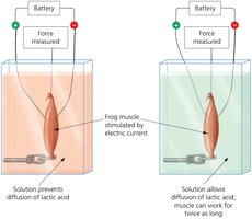 A. V. Hill’s apparatus for measuring muscle fatigue