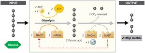 Fermentation: producing ethyl alcohol