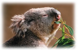 Koala eating leaves, example of a consumer