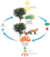 Energy flow and chemical cycling in ecosystems
