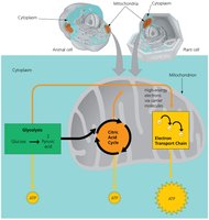 Road map for cellular respiration