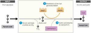 Conversion of pyruvic acid to acetyl CoA