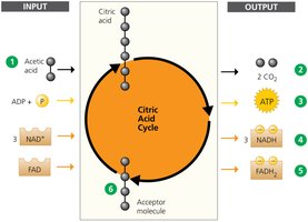Citric acid cycle diagram