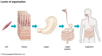 Levels of biological organization from cell to organism