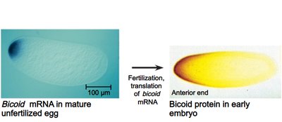Bicoid mRNA and protein localization in Drosophila embryo