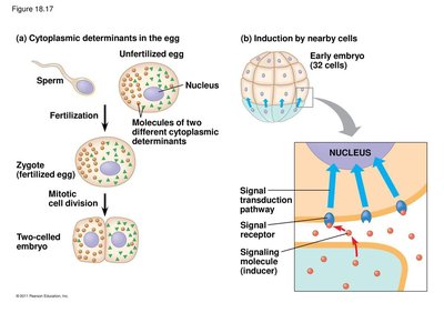 Cytoplasmic determinants and induction in early development
