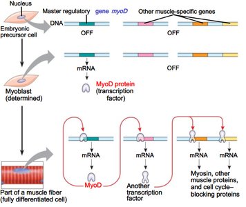 Muscle cell determination and differentiation via MyoD