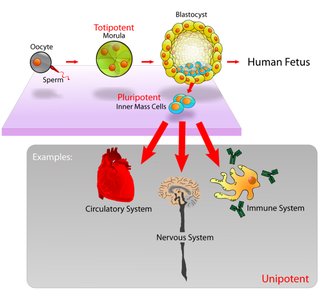 Stem cell potency: totipotent, pluripotent, unipotent