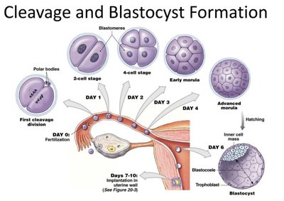 Cleavage and blastocyst formation