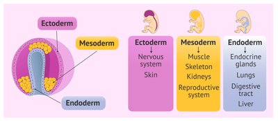 Germ layers and their derivatives