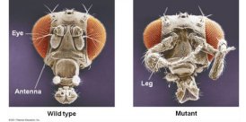 Wild type and mutant Drosophila with homeotic gene mutation