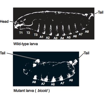 Wild-type and bicoid mutant Drosophila larvae