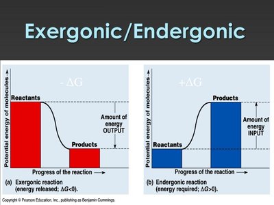Exergonic and endergonic reactions comparison