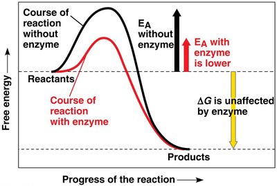 Enzyme lowers activation energy