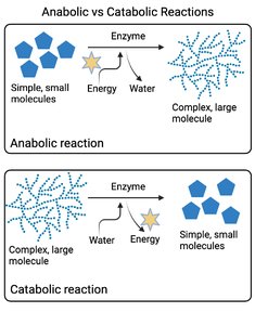 Anabolic vs Catabolic Reactions