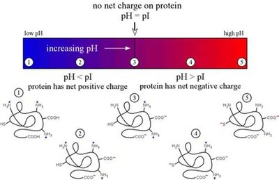 Protein charge and pH