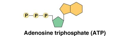 Structure of ATP