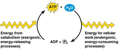 ATP cycle: coupling catabolism and anabolism