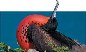 Male frigatebird displaying red throat pouch as a visual signal