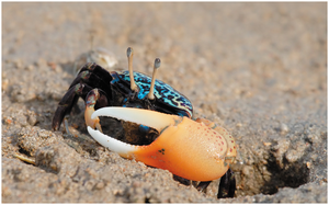 Fiddler crab using enlarged claw as a visual and tactile signal