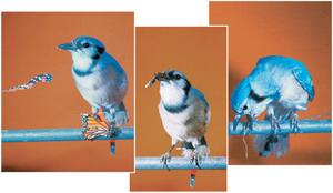 Blue jay learning to avoid monarch butterfly after negative experience