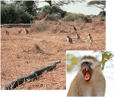 Vervet monkeys responding to alarm call