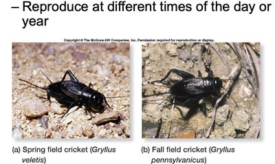 Spring and fall field crickets