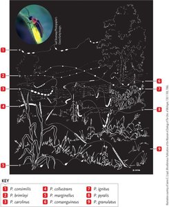 Firefly mating signals