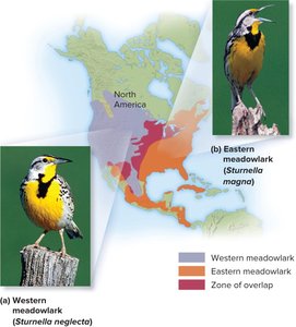 Western and Eastern Meadowlark distribution and overlap