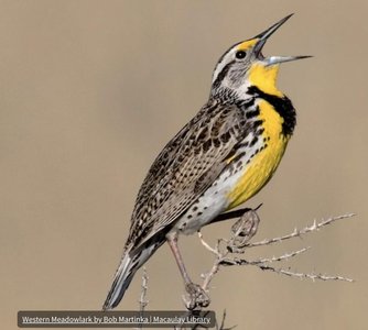 Western Meadowlark singing