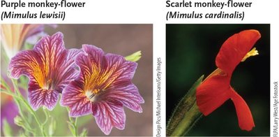 Bumblebees and hummingbirds as pollinators