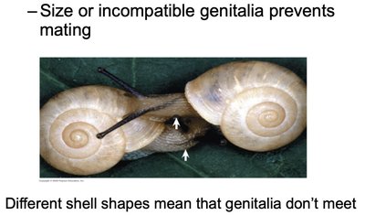 Snails with incompatible genitalia
