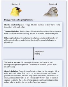Diagram of prezygotic isolating mechanisms