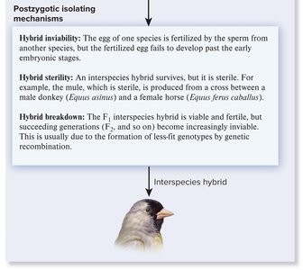 Diagram of postzygotic isolating mechanisms