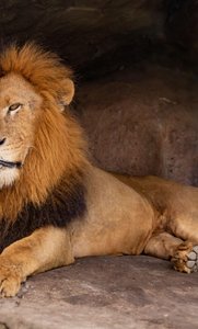 Lion resting in cave