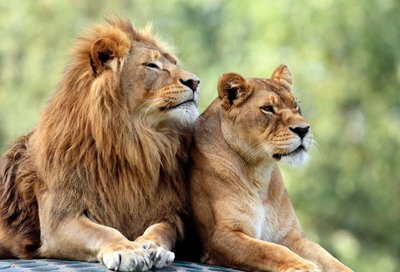 Lion and lioness