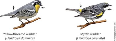 Yellow-throated and Myrtle warblers