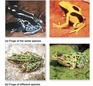 Frogs of same and different species